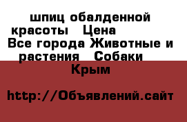 шпиц обалденной красоты › Цена ­ 22 000 - Все города Животные и растения » Собаки   . Крым